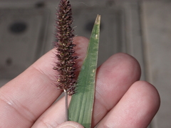 Setaria adhaerens
