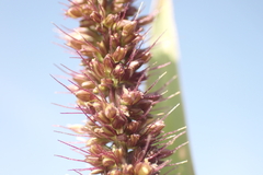 Setaria adhaerens