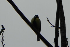 Parus major