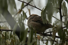 Passer domesticus