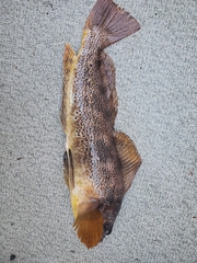 Hexagrammos decagrammus