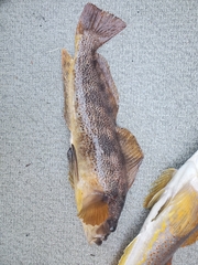 Hexagrammos decagrammus