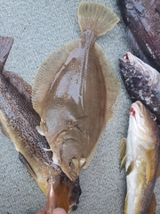 Lepidopsetta