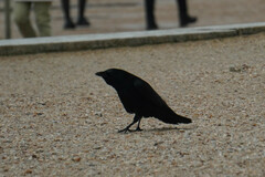 Corvus corone