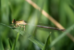Platycnemis