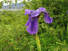 Iris