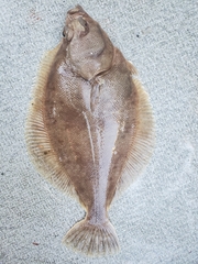 Lepidopsetta
