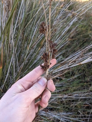 Juncus acutus leopoldii