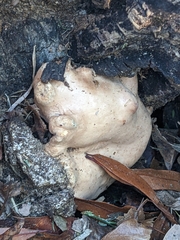 Trichoderma peltatum