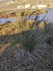 Juncus acutus leopoldii