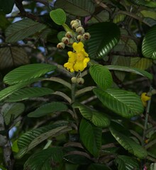 Davilla alata