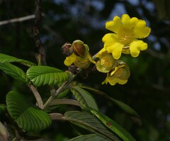 Davilla alata