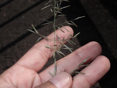 Eragrostis virescens