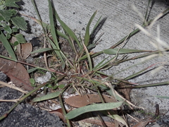 Eragrostis virescens