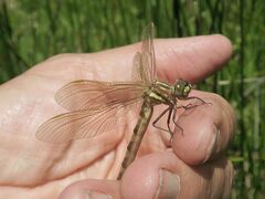 Synthemis eustalacta