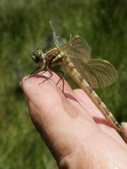 Synthemis eustalacta