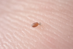 Eragrostis virescens