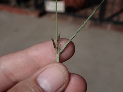 Eragrostis virescens