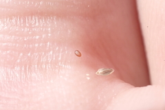 Eragrostis virescens