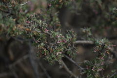 Symphoricarpos rotundifolius