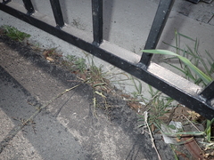 Eragrostis virescens