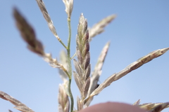 Eragrostis virescens