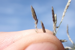 Eragrostis virescens