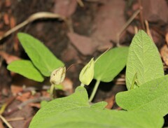 Calystegia spithamaea