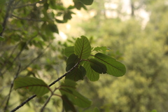 Frangula californica
