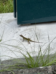 Anolis roquet