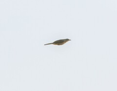 Pycnonotus conradi