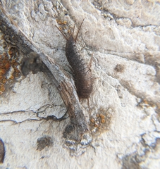 Allacrotelsa spinulata