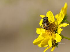 Copestylum isabellina