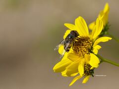 Copestylum isabellina
