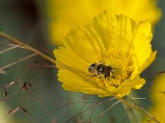 Eristalis stipator
