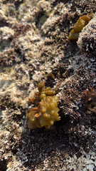 Colpomenia tuberculata