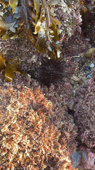 Mesocentrotus franciscanus