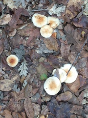 Gymnopus brassicolens