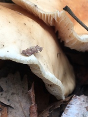 Gymnopus brassicolens