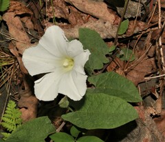 Calystegia spithamaea
