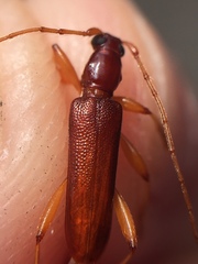 Astetholida lucida