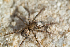 Arctosa perita