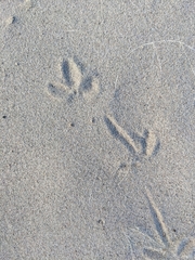 Charadrius vociferus