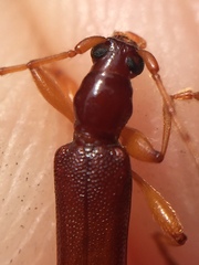 Astetholida lucida