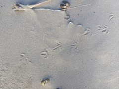 Charadrius vociferus