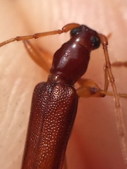 Astetholida lucida