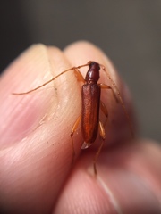 Astetholida lucida