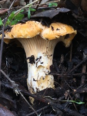 Cantharellus californicus