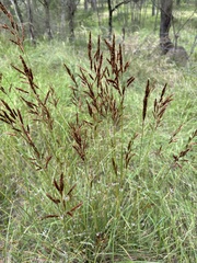 Sorghum leiocladum