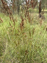 Sorghum leiocladum